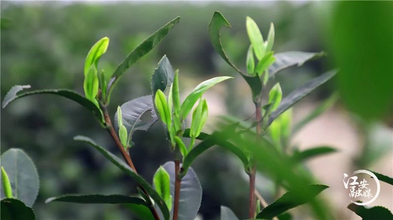 关于江安早茶俏 远销各地供不应求的消息