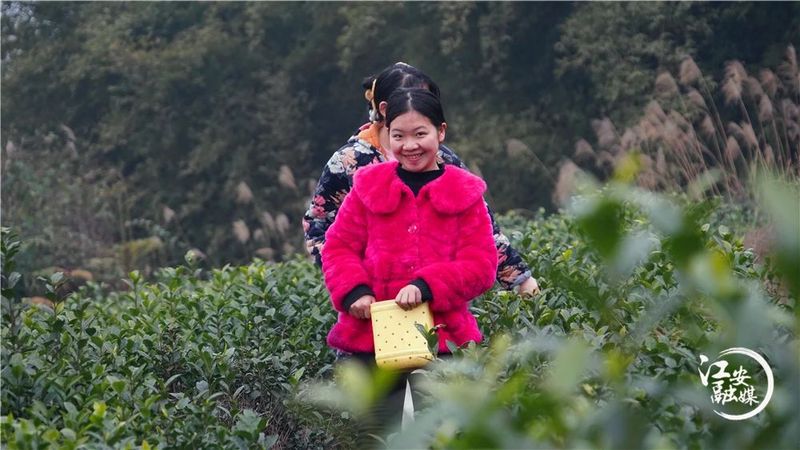 关于江安早茶俏 远销各地供不应求的消息(6)