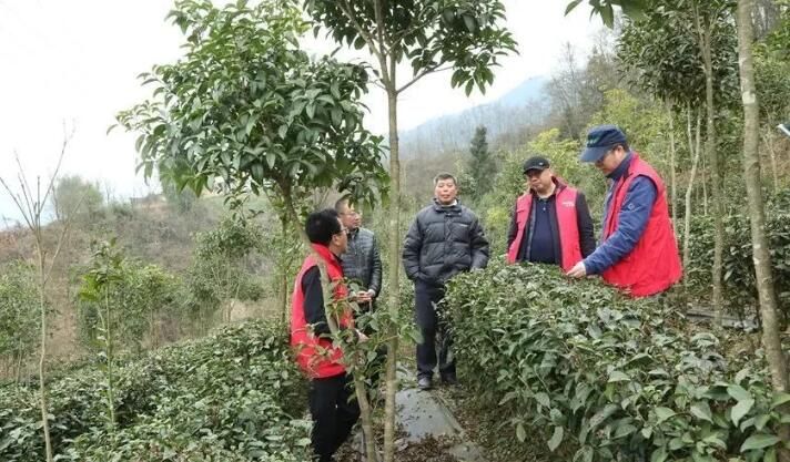 有关于专家组团助力，大关茶产业将迎来发展的春天的新闻(5)