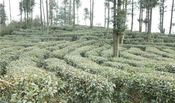 有关于专家组团助力，大关茶产业将迎来发展的春天的新闻