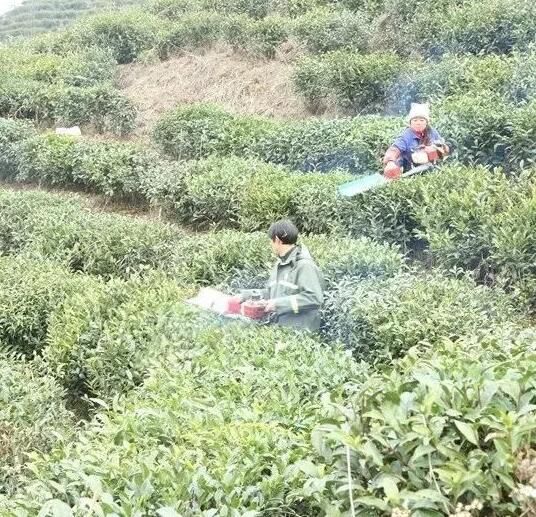 有关于专家组团助力，大关茶产业将迎来发展的春天的新闻(2)