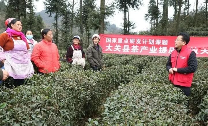 有关于专家组团助力，大关茶产业将迎来发展的春天的新闻(4)
