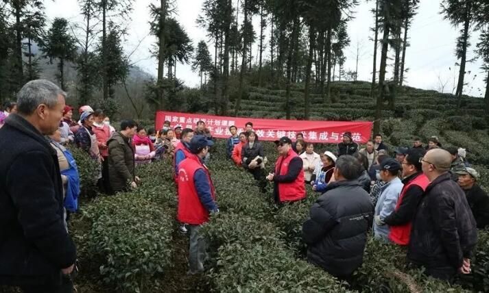 有关于专家组团助力，大关茶产业将迎来发展的春天的新闻(1)