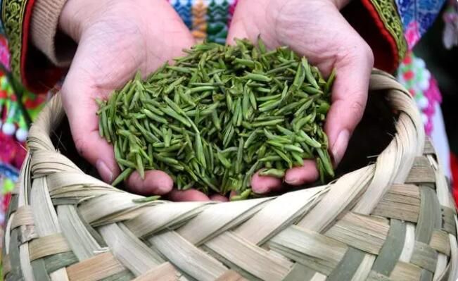 关于四川筠连县 早茶出山记的内容