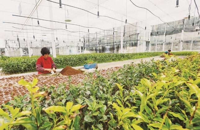 有关于新昌县东茗乡金山村 数字茶园育苗忙的最新消息