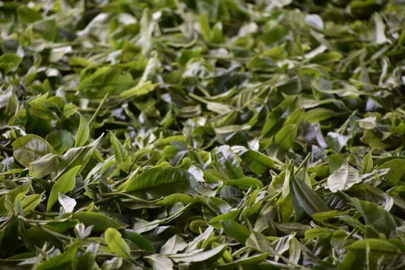 有关于曼松茶特点，2023倚邦曼松古树春茶多少钱？的相关信息(4)