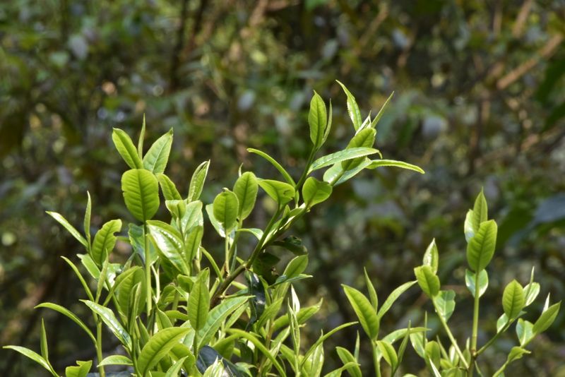 有关于曼松茶特点，2023倚邦曼松古树春茶多少钱？的相关信息(1)