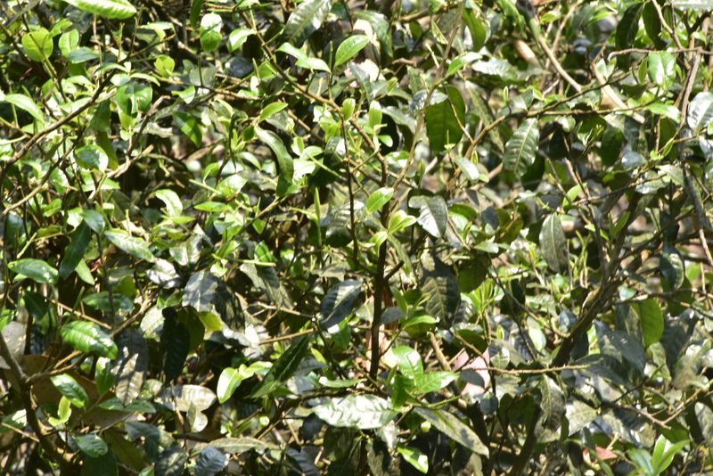 有关于曼松茶特点，2023倚邦曼松古树春茶多少钱？的相关信息(2)