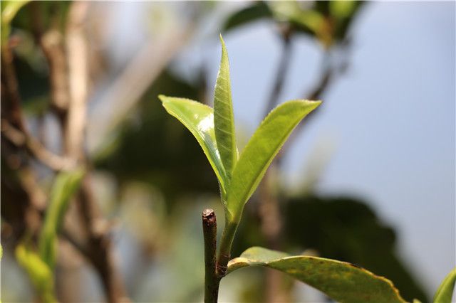 关于一周速读：云茶产业发展三年行动方案、2023春茶采摘时间表、经济变局下的茶业谋局的新闻