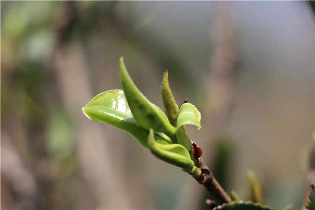 关于一周速读：云茶产业发展三年行动方案、2023春茶采摘时间表、经济变局下的茶业谋局的新闻(3)
