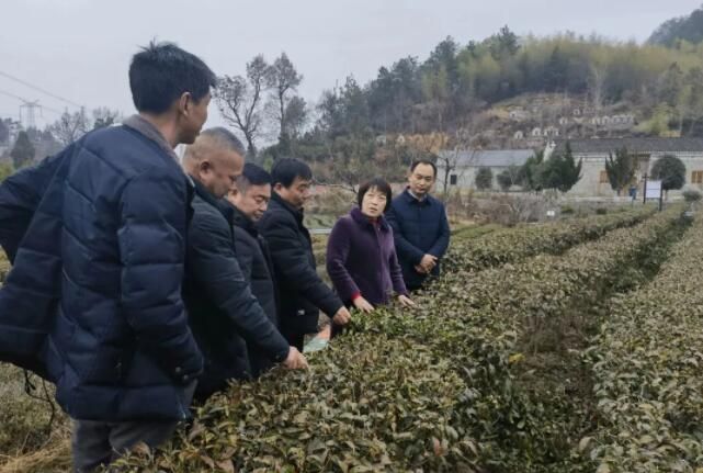 关于黄冈市代表委员齐上阵 助力茶叶产业高质量发展的资讯(3)