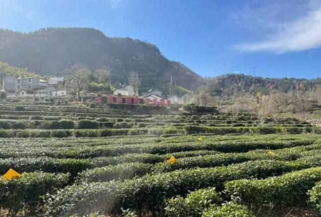 关于黄冈市代表委员齐上阵 助力茶叶产业高质量发展的资讯(1)