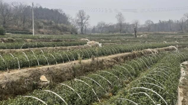 关于黄冈市代表委员齐上阵 助力茶叶产业高质量发展的资讯(2)