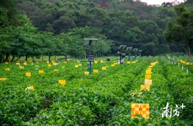 有关于2023年中央一号文件发布,对茶产业带来了哪些启示?的内容(3)