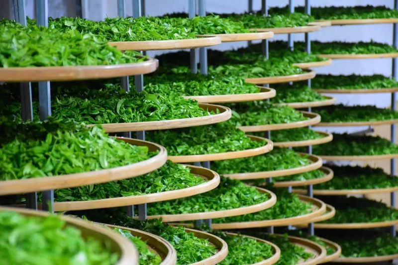 关于广东省农业科学院茶叶研究所：科技支撑广东茶产业高质量发展的内容(2)