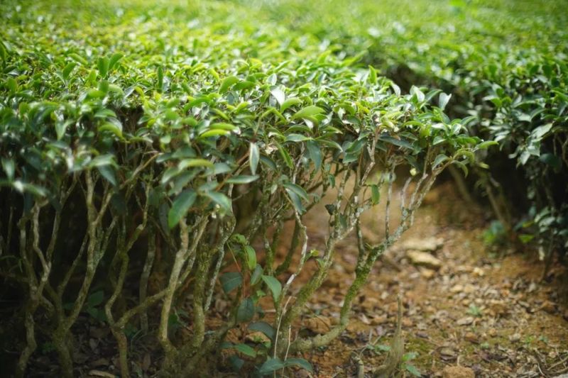 关于广东省农业科学院茶叶研究所：科技支撑广东茶产业高质量发展的内容