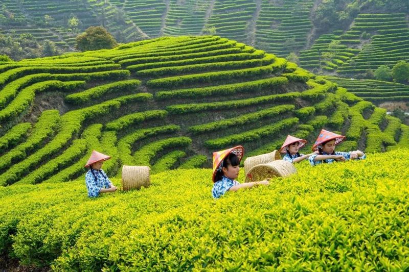 关于广东省农业科学院茶叶研究所：科技支撑广东茶产业高质量发展的内容(1)