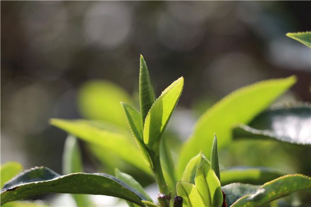 有关于“普洱市获首个茶树新品种”“2025年云茶全产业链”“贵州茶业经济年会”的内容(2)