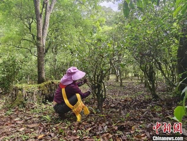有关于“普洱市获首个茶树新品种”“2025年云茶全产业链”“贵州茶业经济年会”的内容(1)