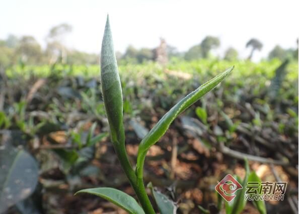 有关于“普洱市获首个茶树新品种”“2025年云茶全产业链”“贵州茶业经济年会”的内容