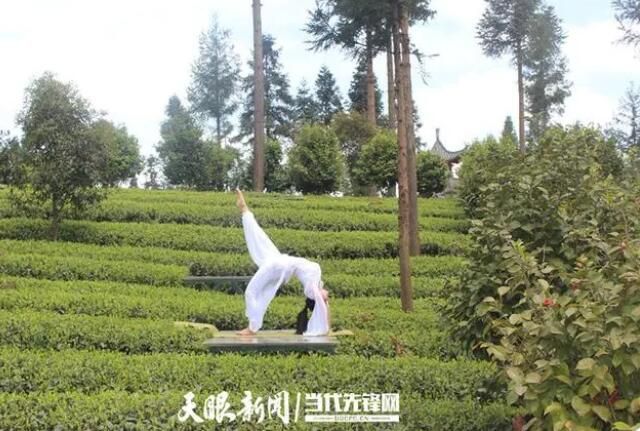 有关于“茶票变钱票” 凤冈实现绿色低碳高质量发展的最新消息
