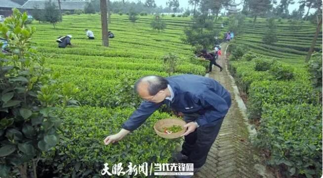 有关于“茶票变钱票” 凤冈实现绿色低碳高质量发展的最新消息(1)