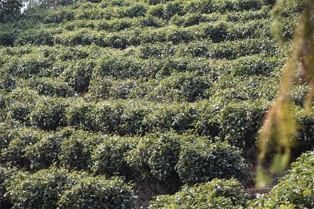 关于春茶是什么茶，春茶的特点，春茶几月份上市的新闻