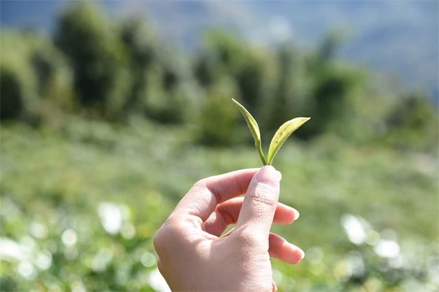 关于春茶是什么茶，春茶的特点，春茶几月份上市的新闻(1)