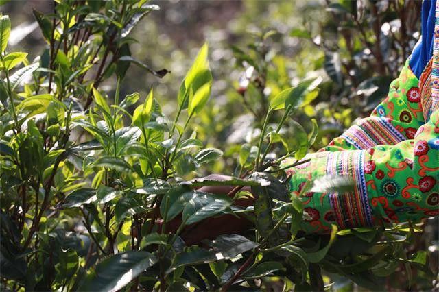 有关于黄草林古树茶2023年春茶多少钱的新闻(1)