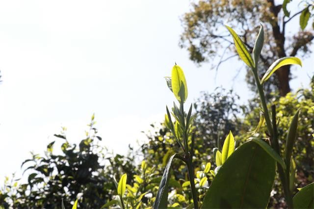 有关于黄草林古树茶2023年春茶多少钱的新闻