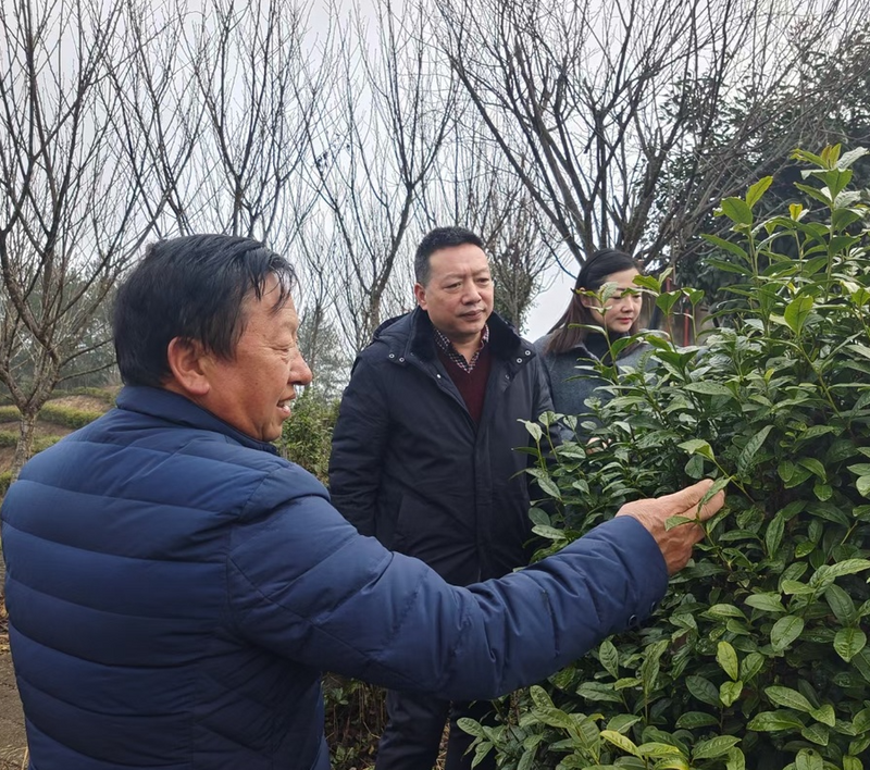 关于民情日记---春茶生产在即，走访城固茶企的消息(3)