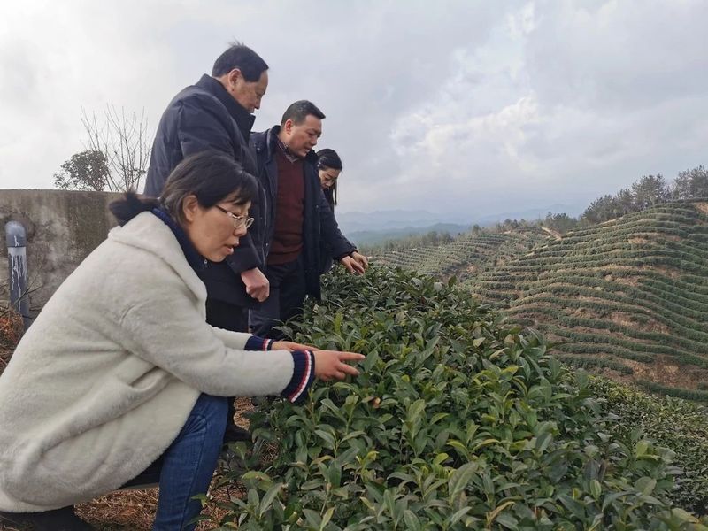 关于民情日记---春茶生产在即，走访城固茶企的消息(1)