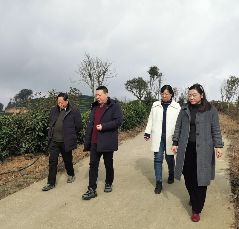 关于民情日记---春茶生产在即，走访城固茶企的消息(2)