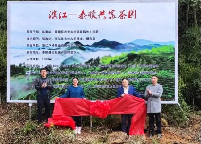 关于十家杭企认购千亩茶园 杭州山海协作“共富茶园”在泰顺启动的新闻