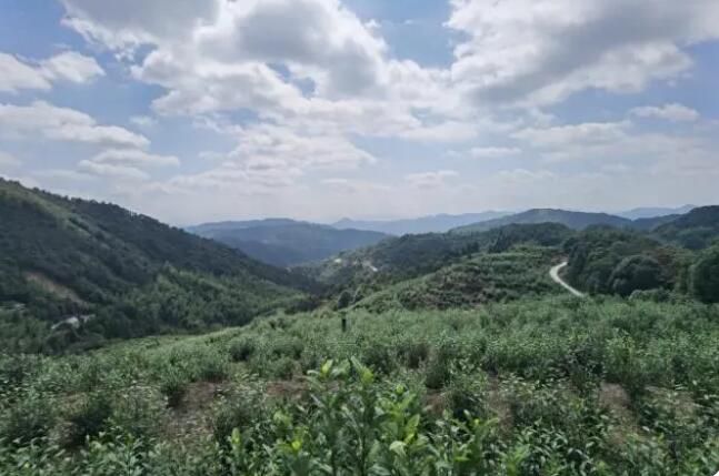 关于十家杭企认购千亩茶园 杭州山海协作“共富茶园”在泰顺启动的新闻(1)