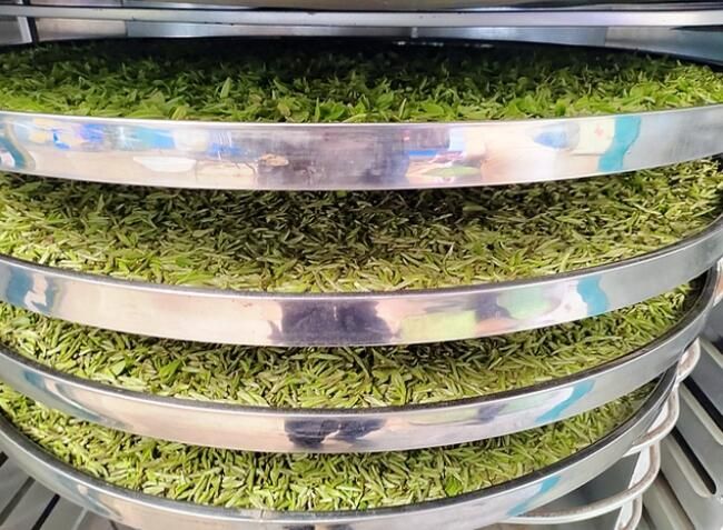 有关于晴隆：早春茶“第一芽”采摘忙的内容(1)