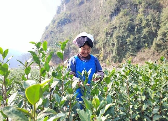 有关于晴隆：早春茶“第一芽”采摘忙的内容