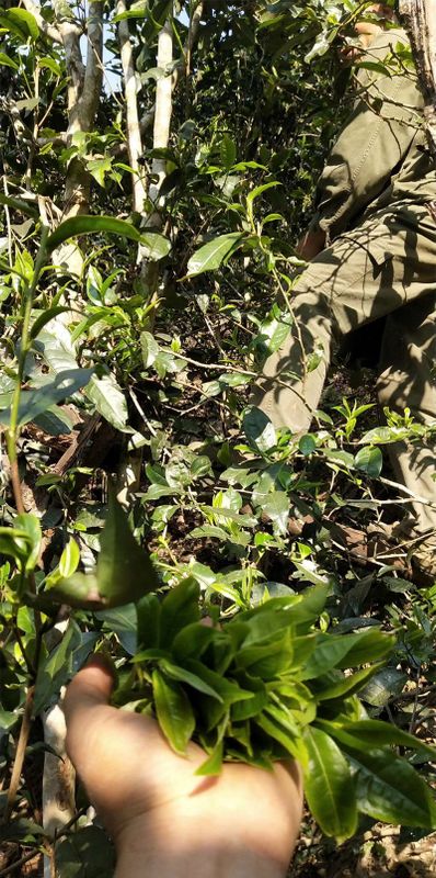 关于2023年易武薄荷塘春茶多少钱一公斤的内容(1)