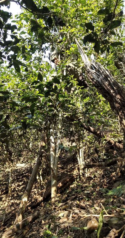 关于2023年易武薄荷塘春茶多少钱一公斤的内容(2)