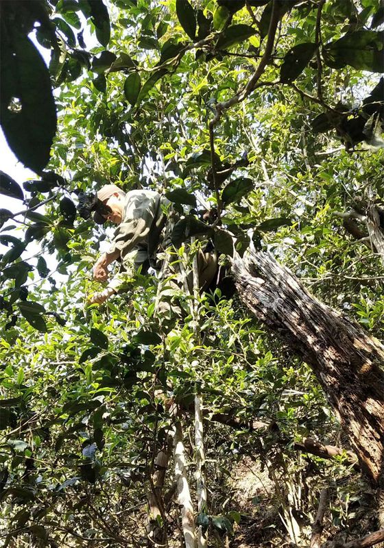 关于2023年易武薄荷塘春茶多少钱一公斤的内容