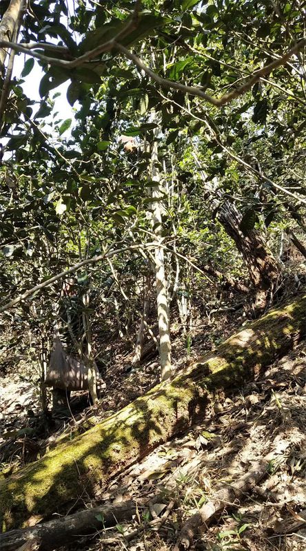 关于2023年易武薄荷塘春茶多少钱一公斤的内容(3)