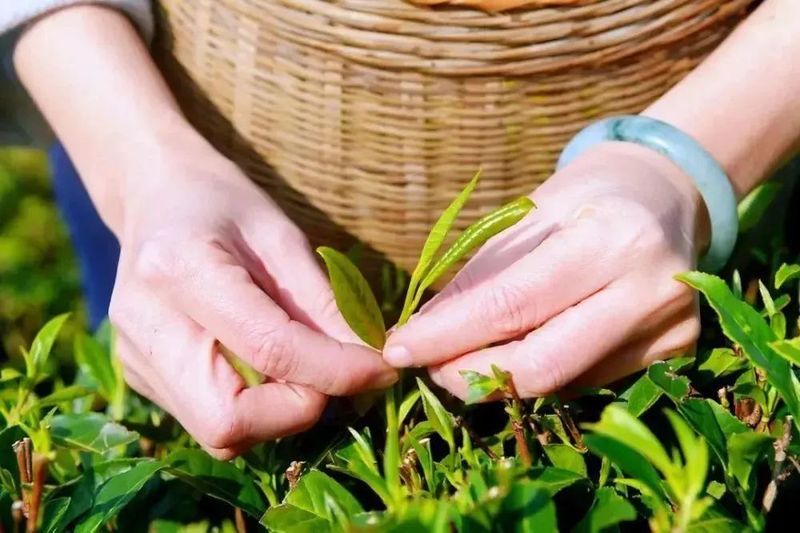 关于一周速读：古茶树保护条例实施在即、贵州茶业经济年会开幕、茶产业发展新动向的消息(8)