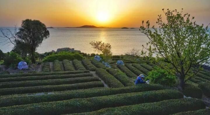 关于一周速读：古茶树保护条例实施在即、贵州茶业经济年会开幕、茶产业发展新动向的消息(6)