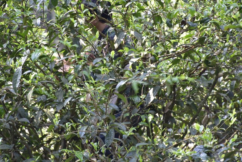 有关于易武古树春茶口感，2023年易武春茶价格表的资讯(2)