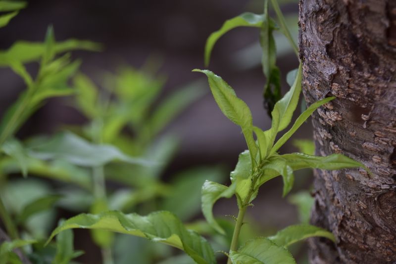 有关于易武古树春茶口感，2023年易武春茶价格表的资讯(1)