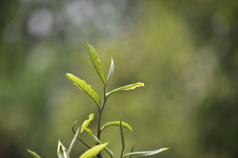 有关于易武古树春茶口感，2023年易武春茶价格表的资讯