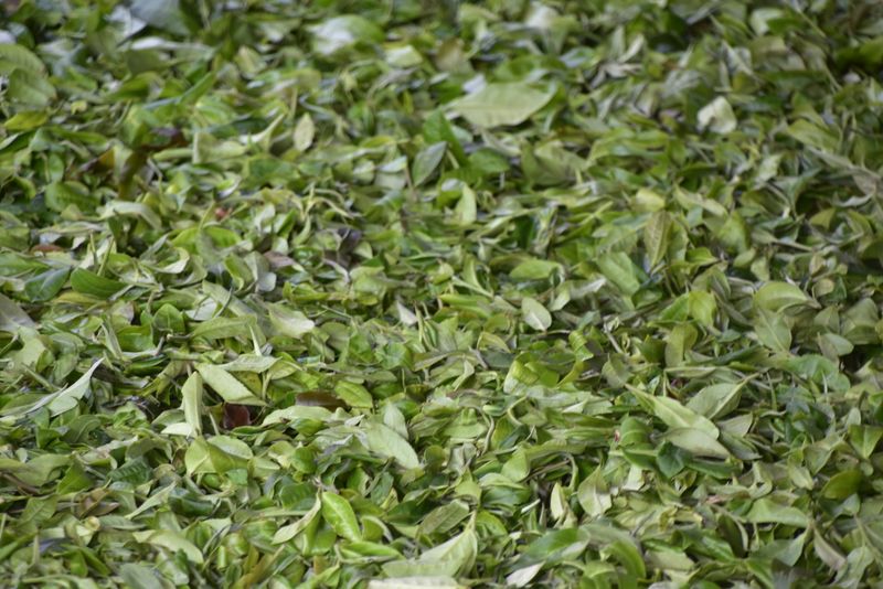 有关于易武古树春茶口感，2023年易武春茶价格表的资讯(3)