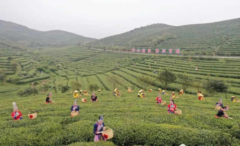 有关于福鼎:传承茶文化,擦亮“金名片”的新闻(6)
