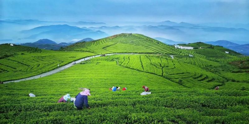 有关于福鼎:传承茶文化,擦亮“金名片”的新闻