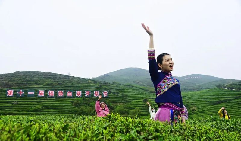 有关于福鼎:传承茶文化,擦亮“金名片”的新闻(7)